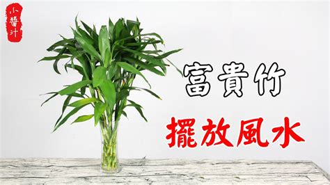 富貴竹開花風水|富貴竹風水：3步旺財運